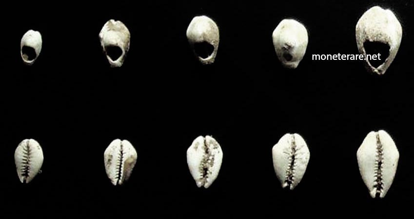 Chinesische Währung Muscheln